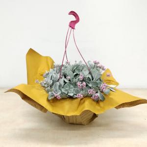 Planta Kalanchoe pumila