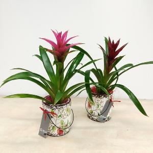 Planta de guzmania