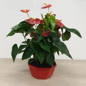 Anthurium