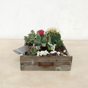 Centre de cactus i planta grassa