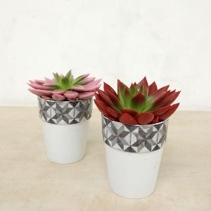 planta Echevaria en maceta