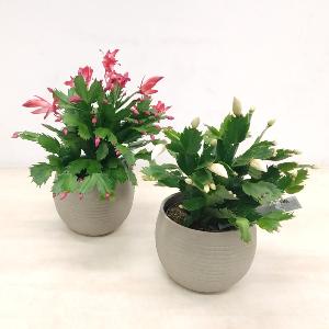 planta cactus de Nadal (shulmbergia)